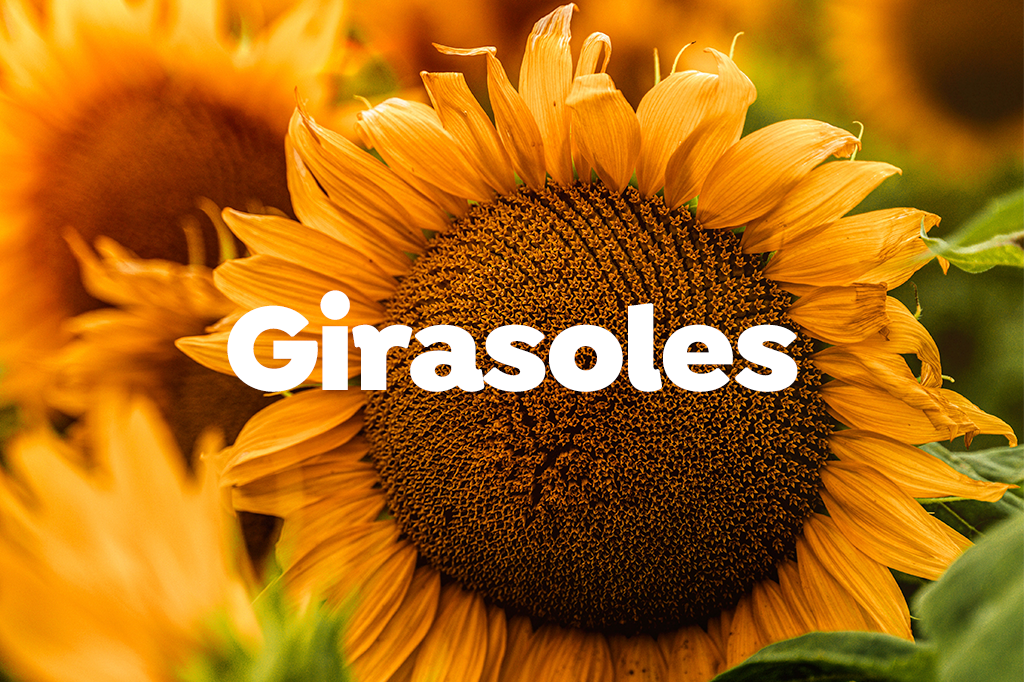 Arreglos con Girasoles