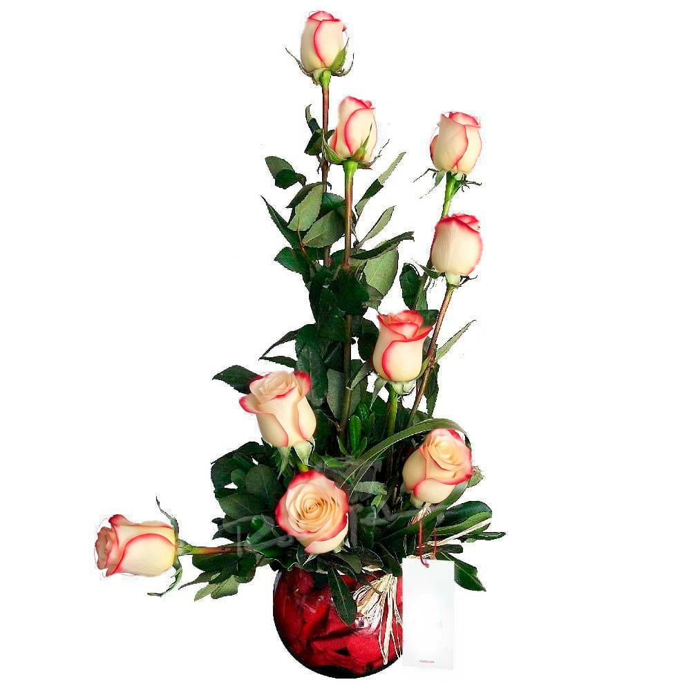 Arreglo con 9 rosas en pecera mediana, rosas blush (crema con borde rojo)