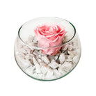 Botón rosa rosada preservada en pecera