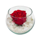 Botón rosa roja preservada en pecera