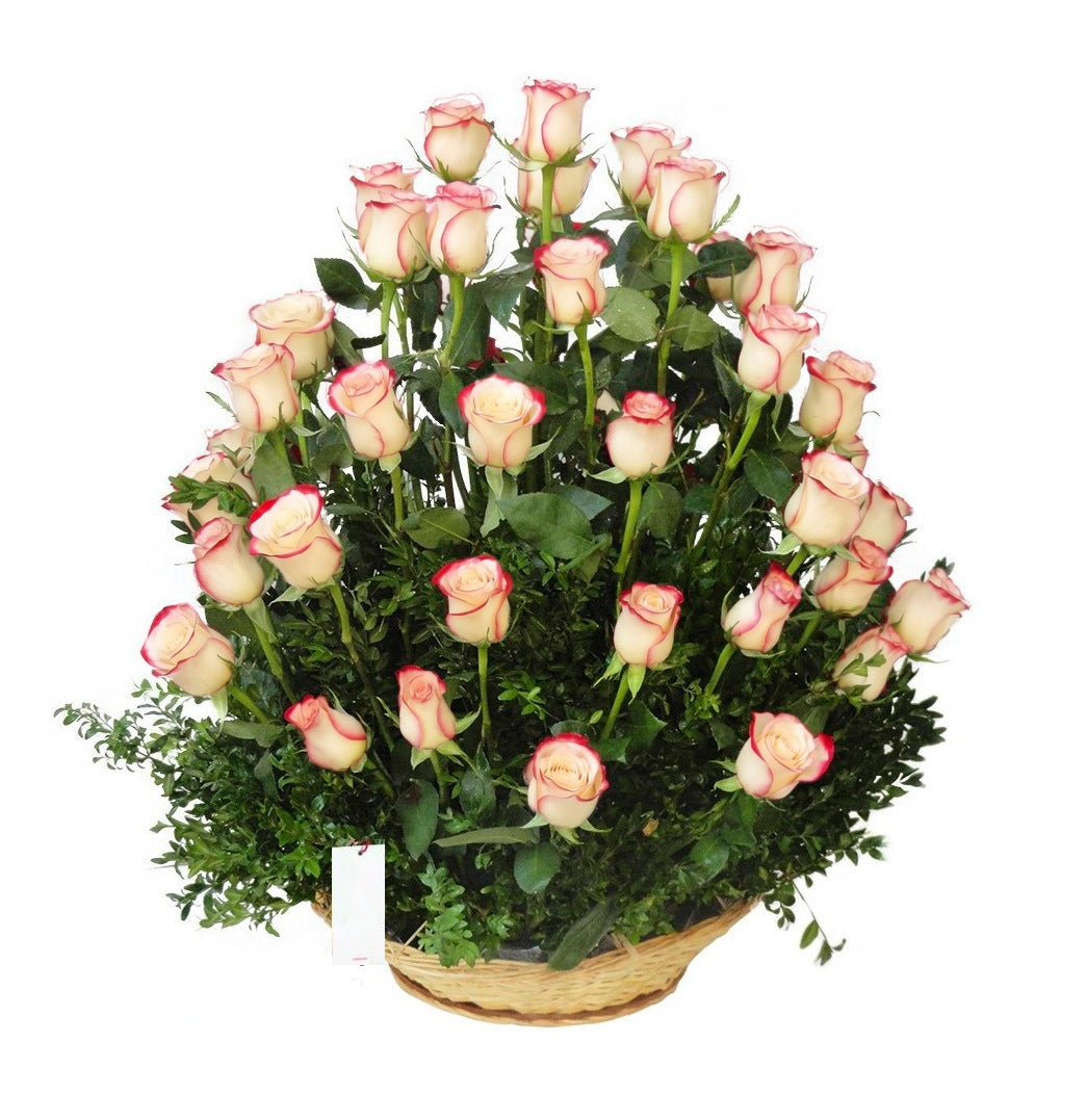 Canasta plato con 50 rosas, rosas blush (crema con borde rojo)