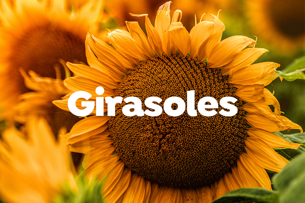 Arreglos con Girasoles