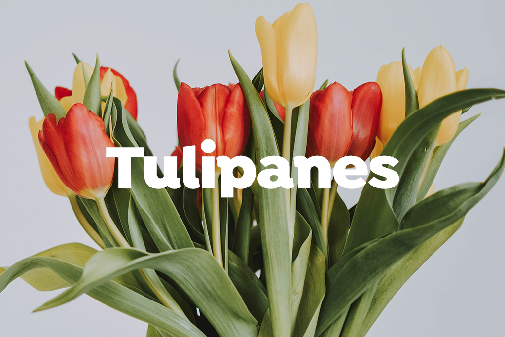 Arreglos con Tulipanes