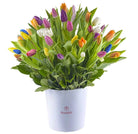 60 tulipanes en sombrerera blanca