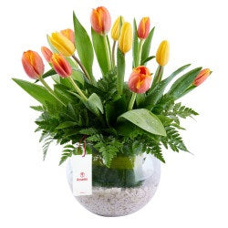 Arreglo con 12 tulipanes