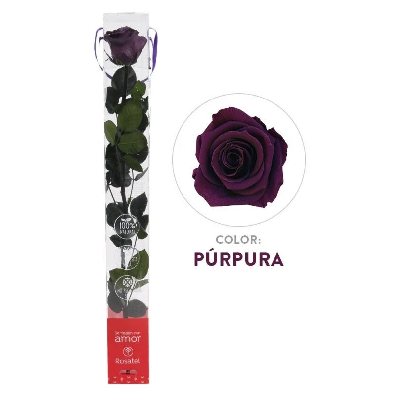 Rosa purpura preservada caja acrilica