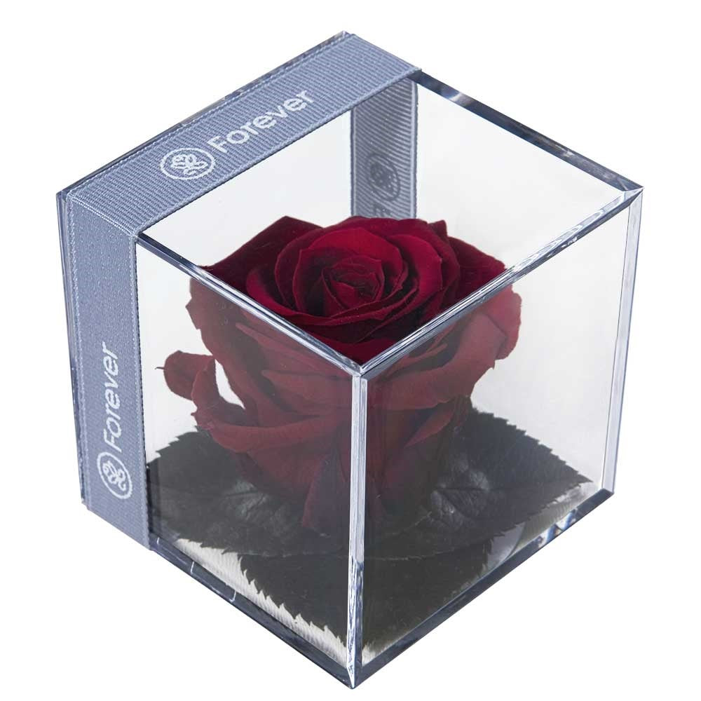 Rosa roja preservada en cubo