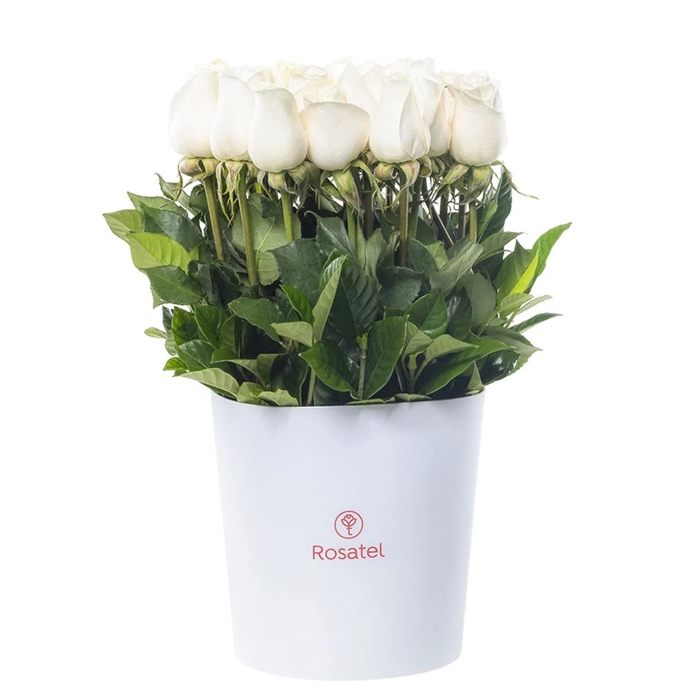 Sombrerera blanca 25 rosas blancas