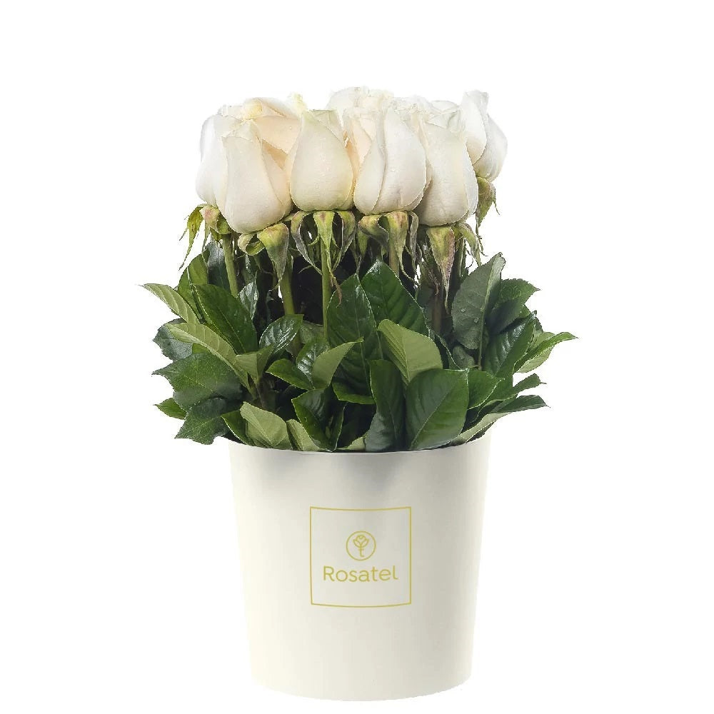 Sombrerera crema mediana 15 rosas blancas