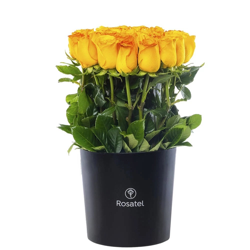 Sombrerera negra 25 rosas amarillas