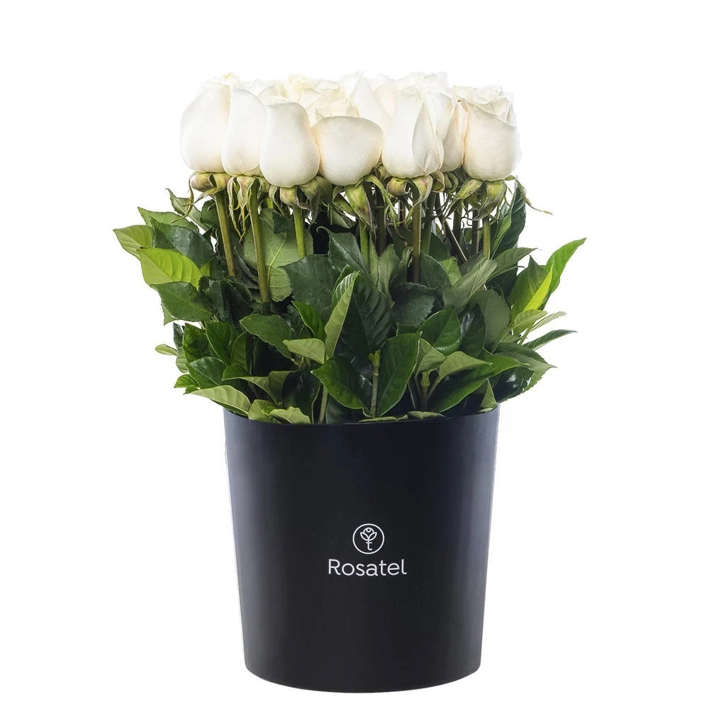 Sombrerera negra 25 rosas blancas
