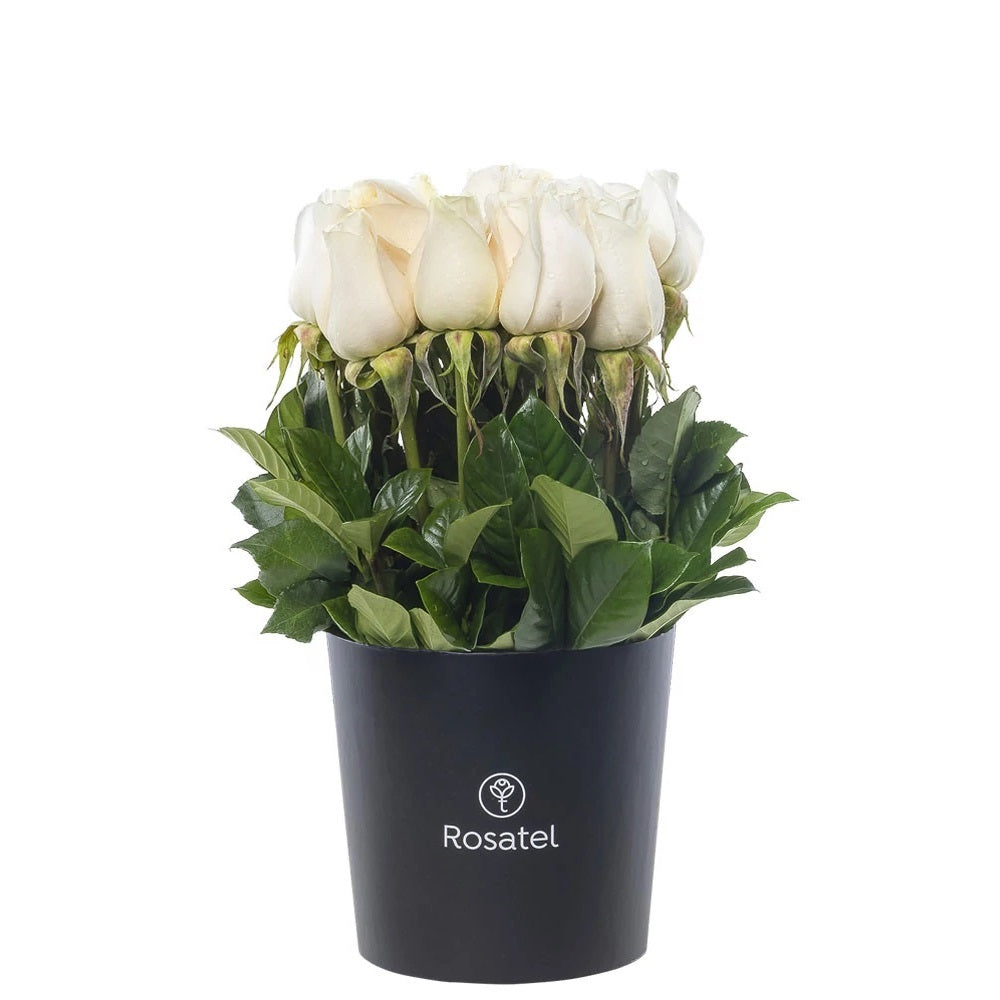 Sombrerera negra mediana 15 rosas blancas