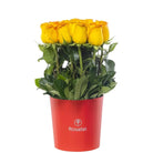 Sombrerera roja mediana 15 rosas amarillas