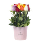 Sombrerera rosada 15 rosas variadas