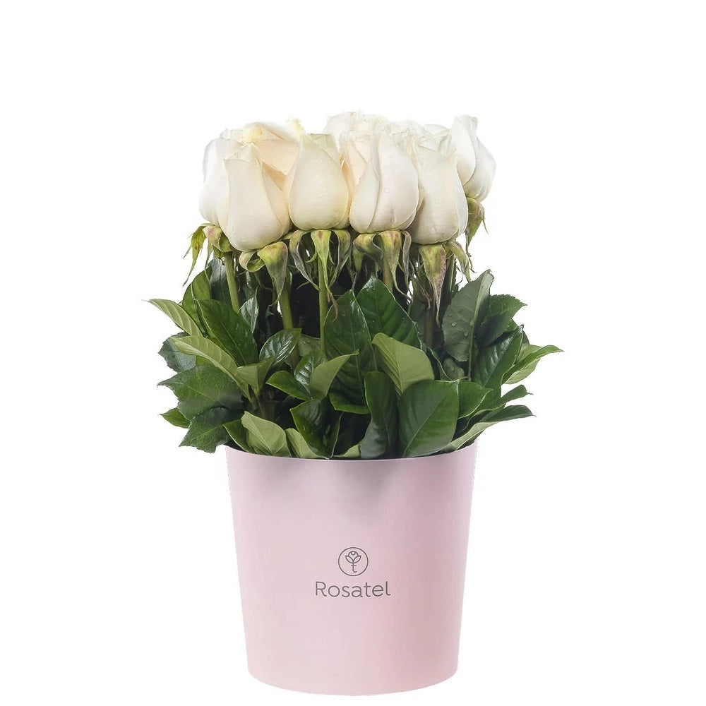 Sombrerera rosada mediana 15 rosas blancas