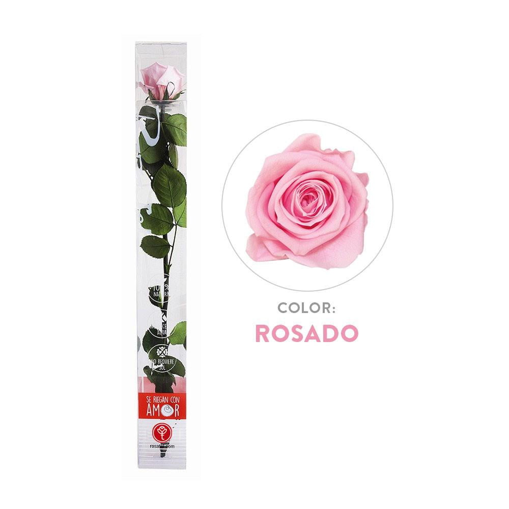 Rosa Rosada preservada en caja acrilica